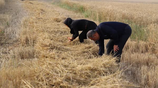 مطالبات گندمکاران خوزستانی تا اوایل هفته آینده پرداخت می‌شود